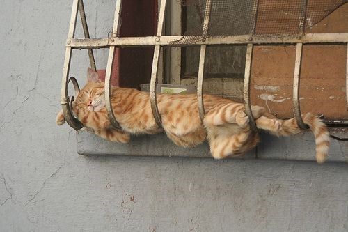 30 cats who fell asleep in ridiculous positions