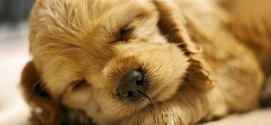 30 cutest puppies you&#8217;ve ever seen