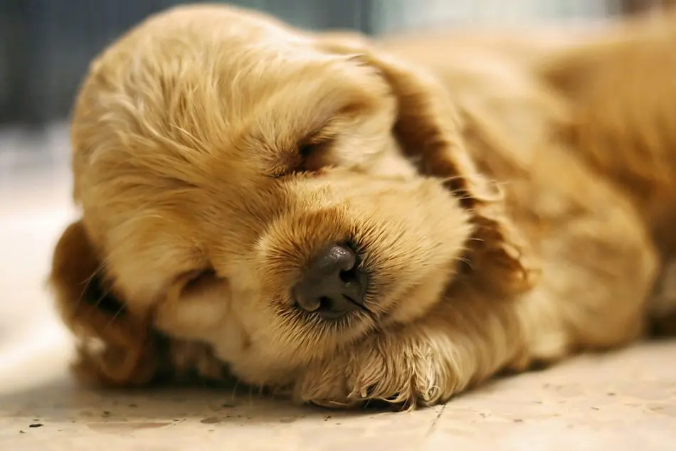 30 cutest puppies you&#8217;ve ever seen