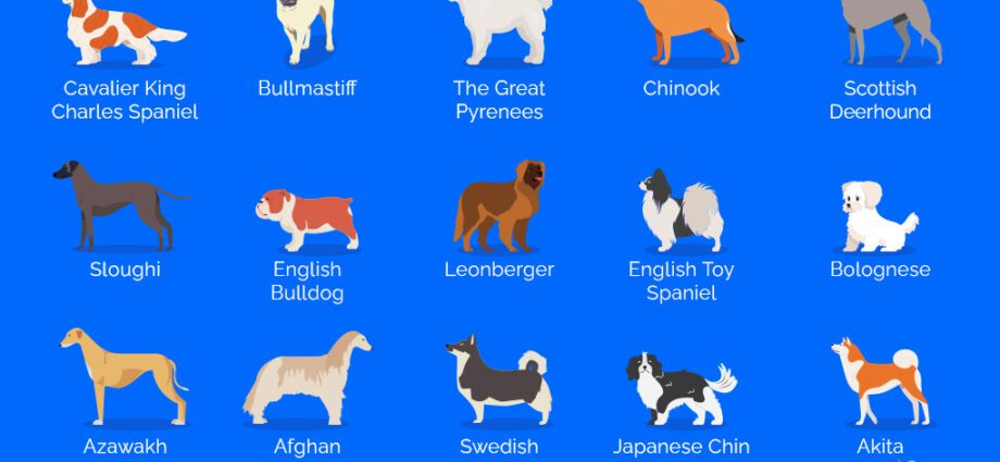 30 most confused dog breeds