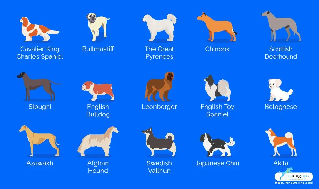 30 most confused dog breeds