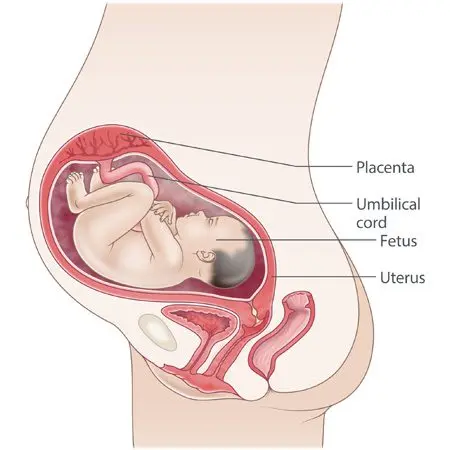 30th week of pregnancy (32 weeks)