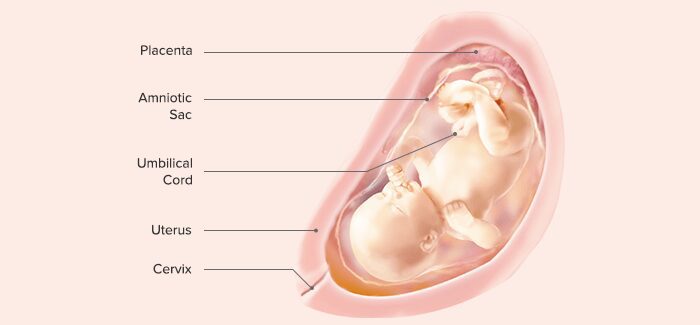 31 semanas de embarazo: que le sucede al bebé, cuántos meses es la norma, bebé
