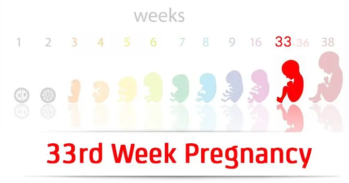 31th week of pregnancy (33 weeks)