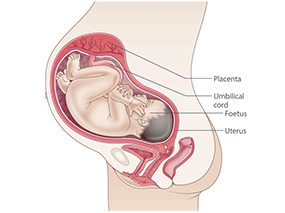 34. Schwangerschaftswoche (36 Wochen)