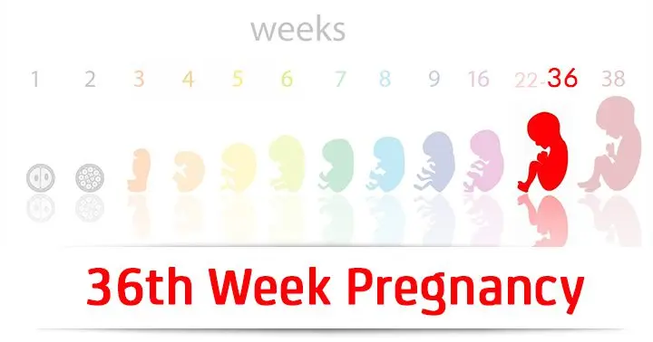 36th week of pregnancy (38 weeks)