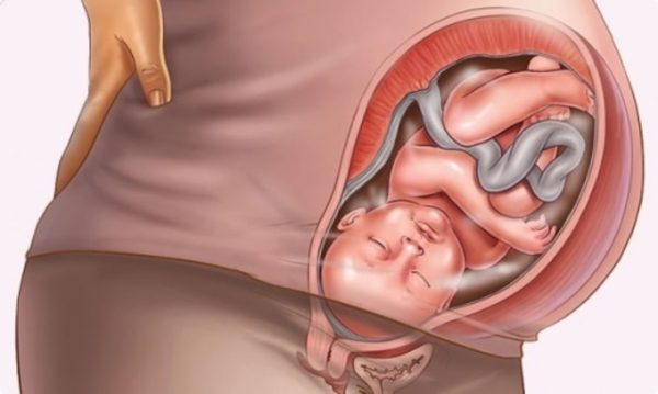 38 week of pregnancy: what happens, pulls the lower abdomen, harbingers of childbirth