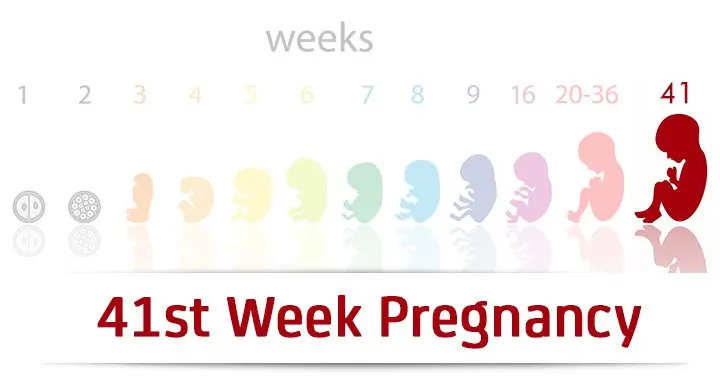 39th week of pregnancy (41 weeks)