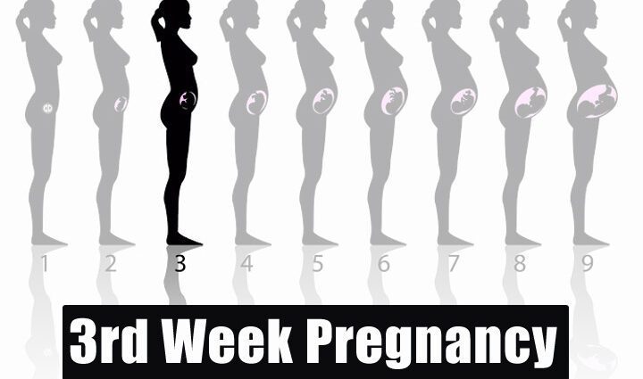3. týden těhotenství (5 týdnů)
