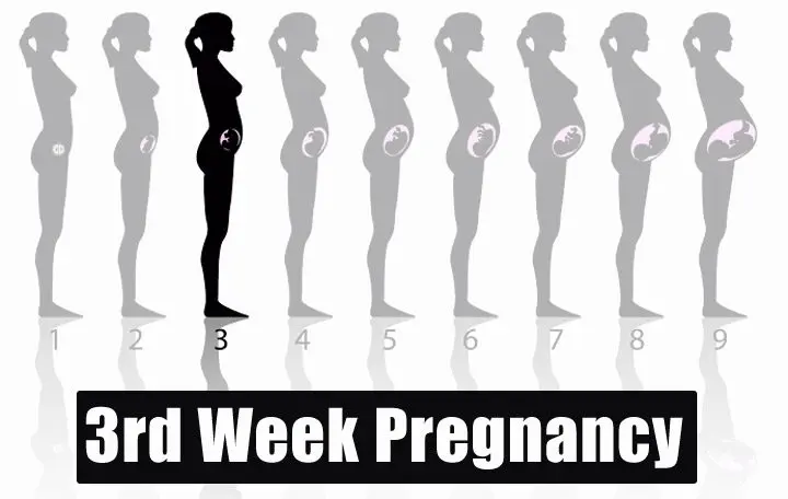 3th week of pregnancy (5 weeks)