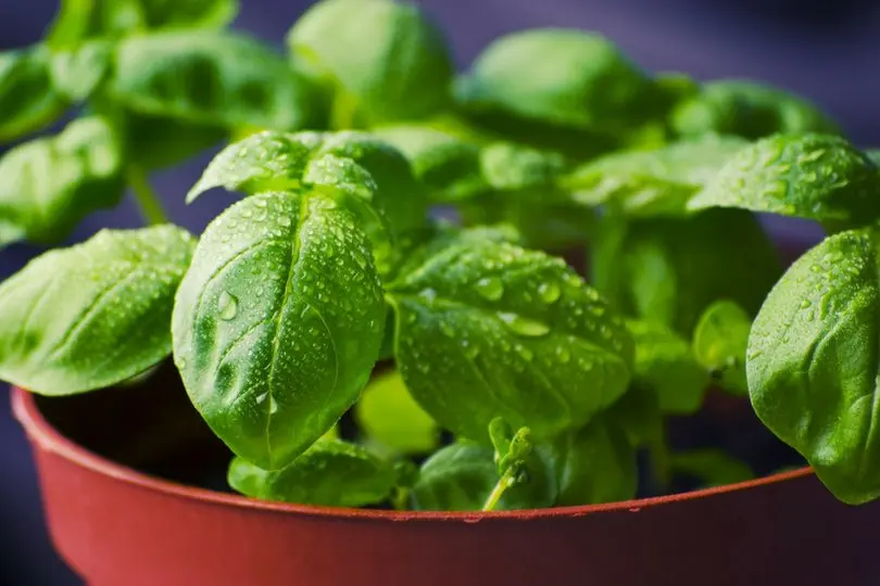4 plants to fight against cholesterol