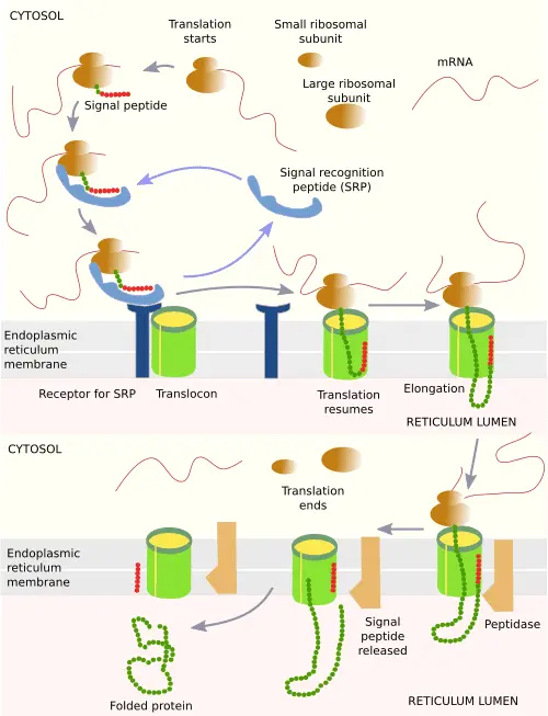 4 Ways to Deal with Vascular Reticulums