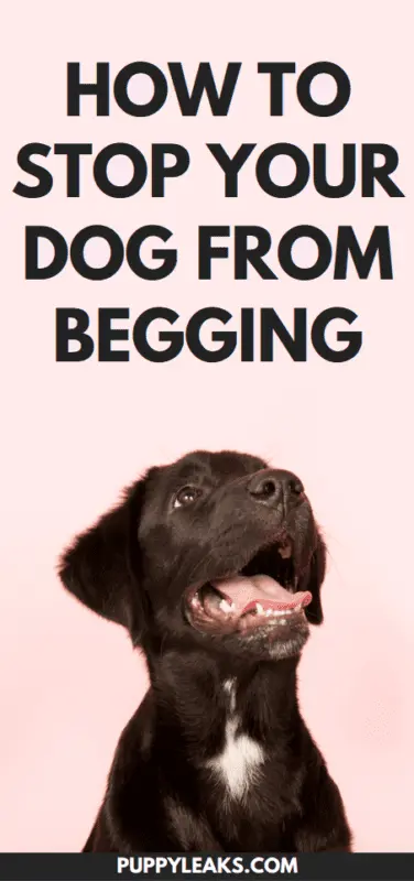 5 cool ways to stop your pet from begging once and for all