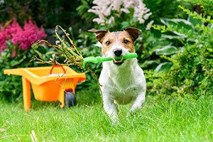 5 dangers of spring that lurk your dog