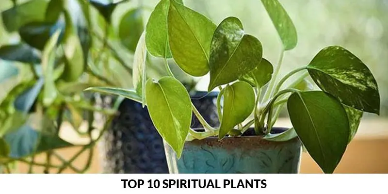 5 plants to regain energy