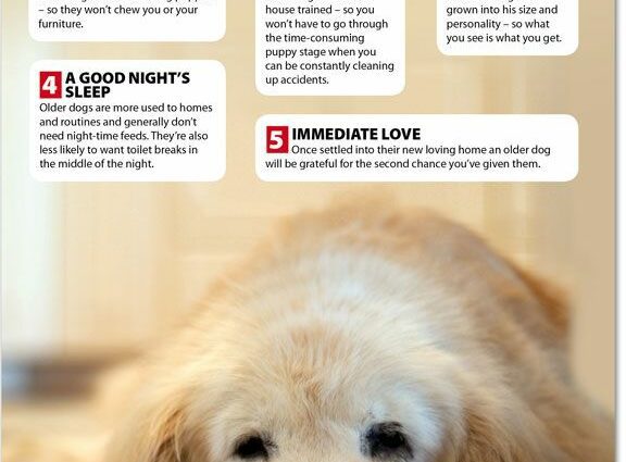 5 reasons to get a dog like Borodina&#8217;s