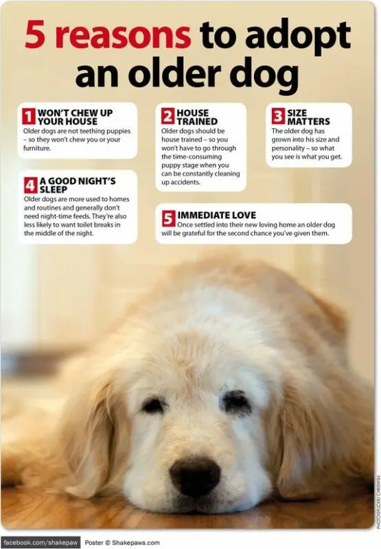 5 reasons to get a dog like Borodina&#8217;s