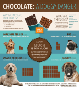 5 symptoms of chocolate poisoning in dogs
