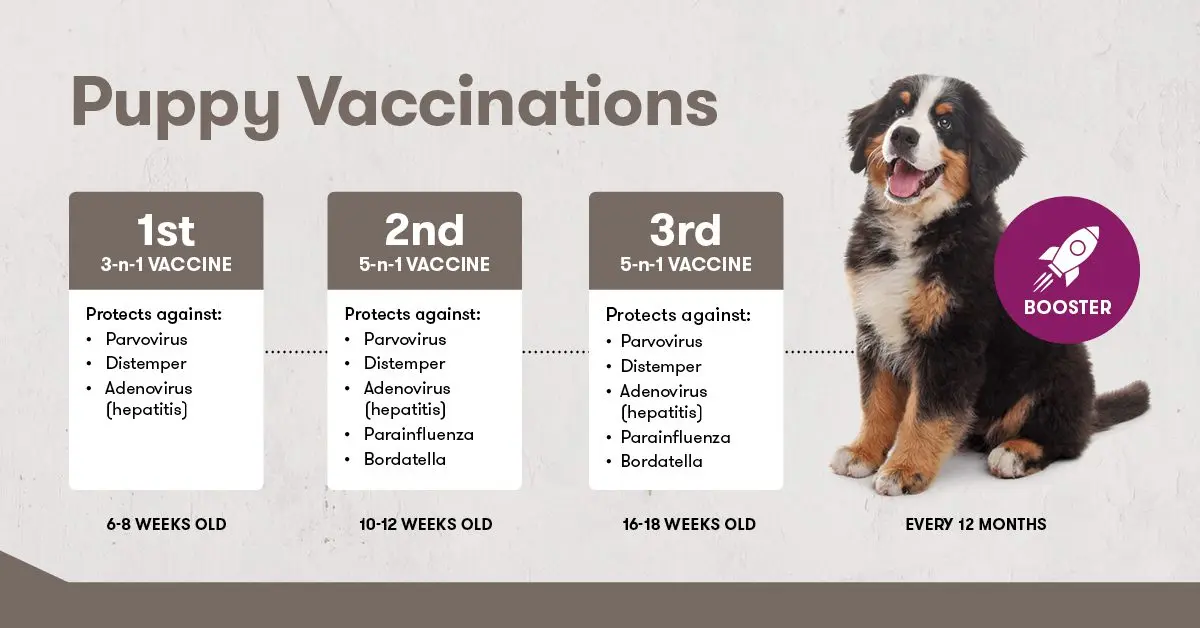 5 things to know about dog vaccination