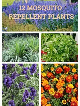 6 mosquito repellent plants