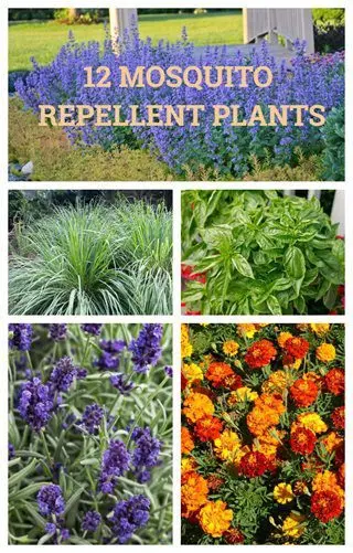 6 mosquito repellent plants