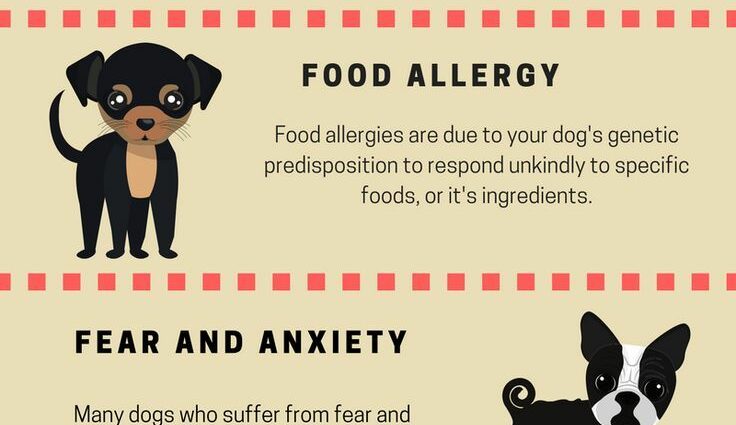 6 symptoms of an allergy in dogs – Healthy Food Near Me