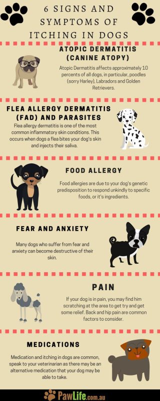 6 symptoms of an allergy in dogs - Healthy Food Near Me