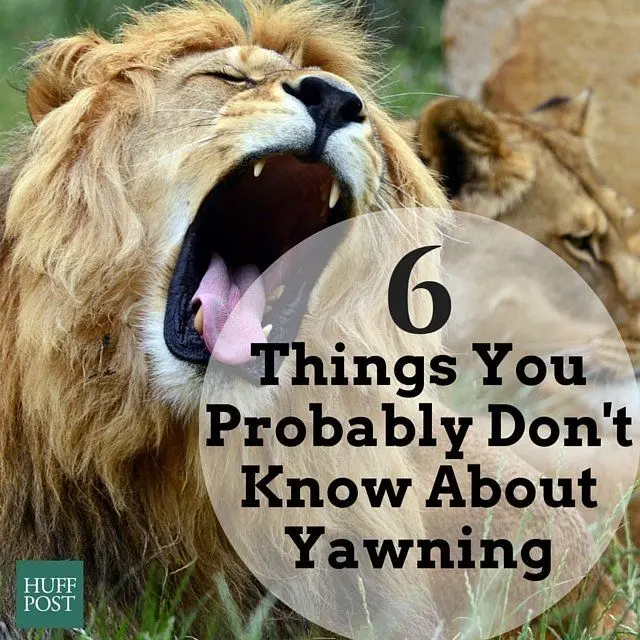 6 things to know about yawning