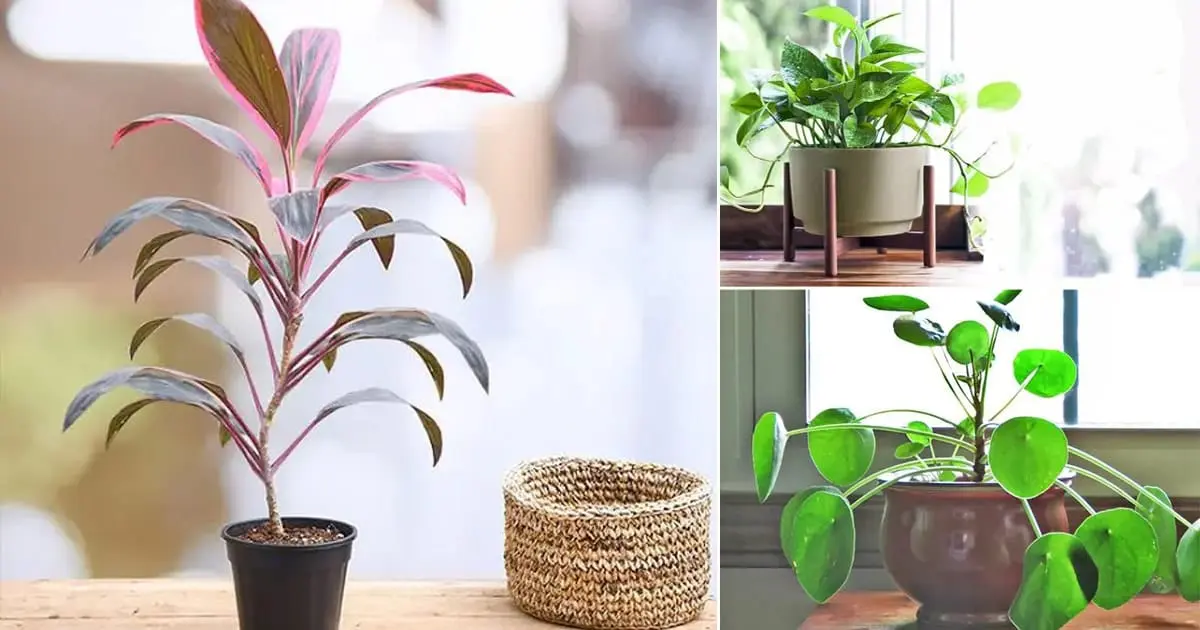 7 indoor plants that will bring wealth to your home