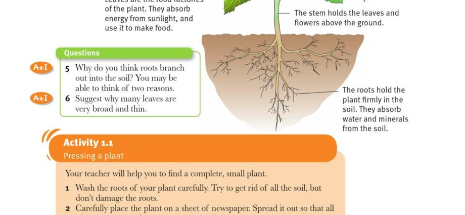 7 scientific reasons why plants should be in your home