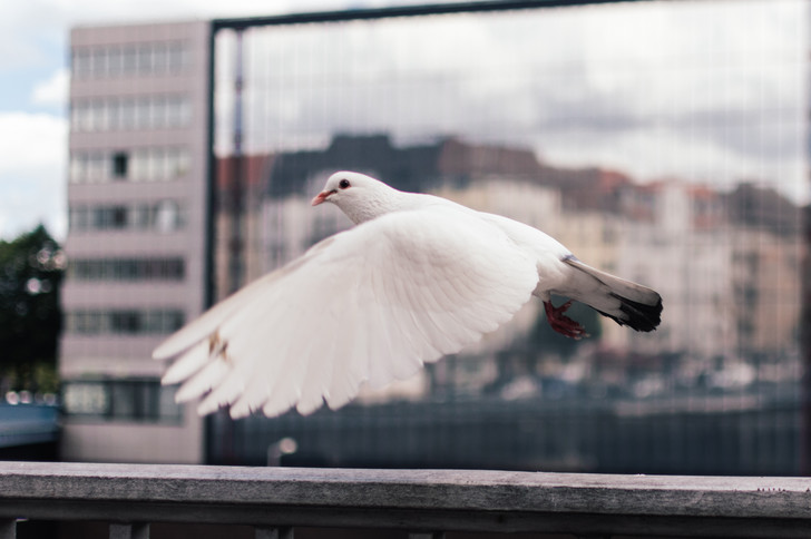 Uninvited guests: how to ward off pigeons from the balcony