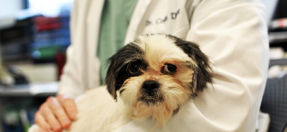 8 dangerous diseases that pets infect owners