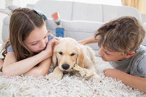 8 indoor activities to do with your dog