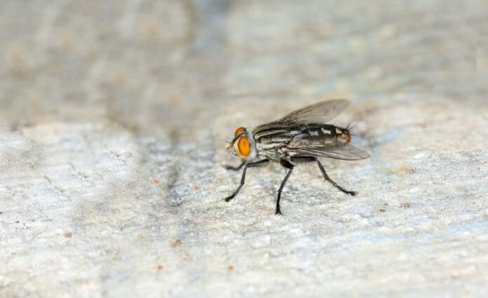 8 natural solutions to fight against flies