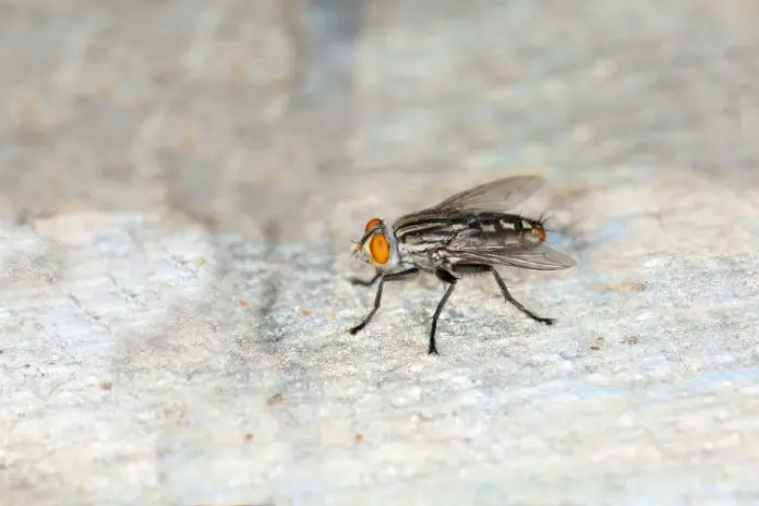 8 natural solutions to fight against flies