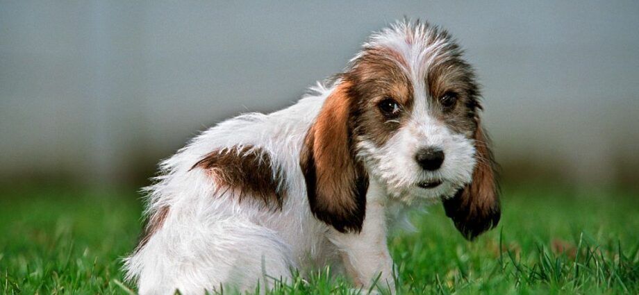 8 New Dog Breeds You May Not Know About