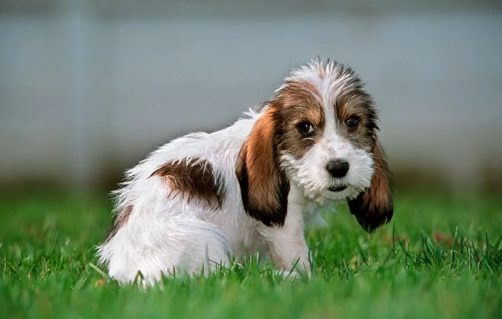 8 New Dog Breeds You May Not Know About