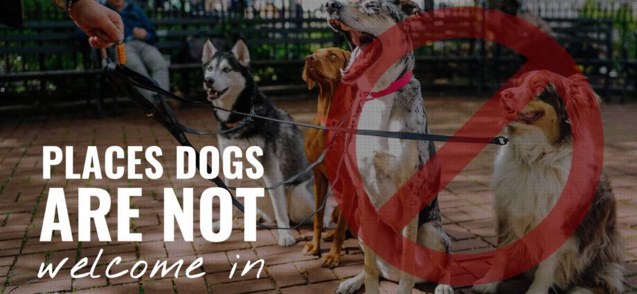 8個不允許帶狗的地方——這是正確的