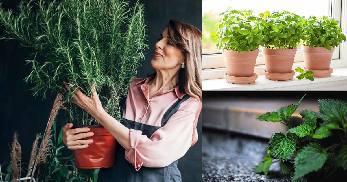 8 plants to help female problems