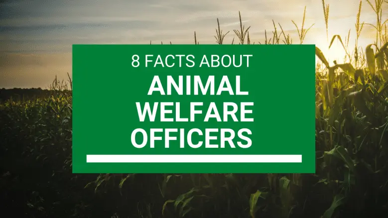 8 things to know about animal welfare