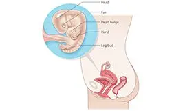 8th week of pregnancy (10 weeks)