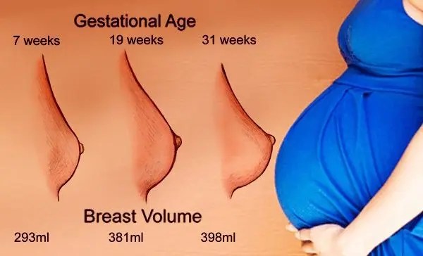 9 changes that will happen to breasts during pregnancy