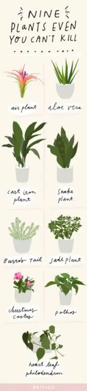 9 indoor plants to help you fall asleep faster