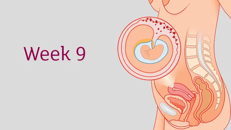 9 week of pregnancy: what happens to the baby, mom, development, sensations