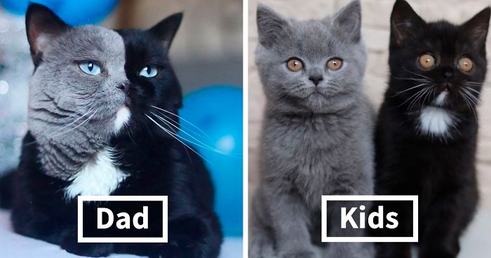 A cat with an unusual color became a father: look what kittens he has