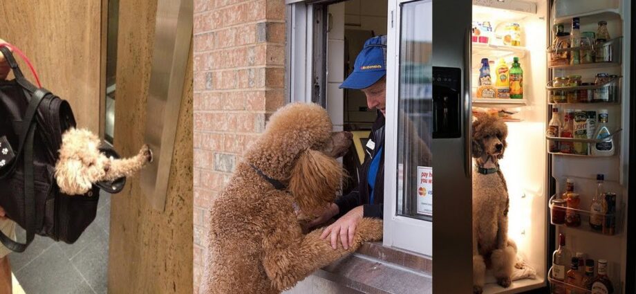 A cute guilty poodle makes excuses to the owner &#8211; video