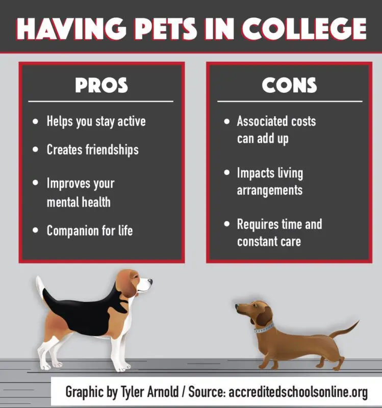 A dog and a child in the same apartment: pros and cons