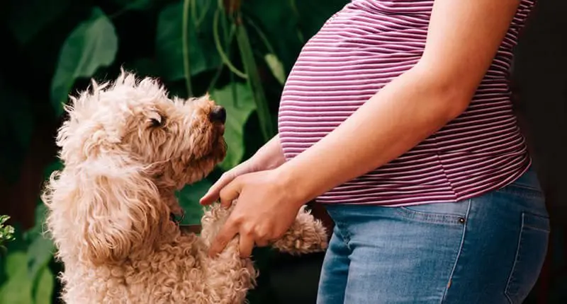 A dog&#8217;s sixth sense saved the life of a pregnant owner