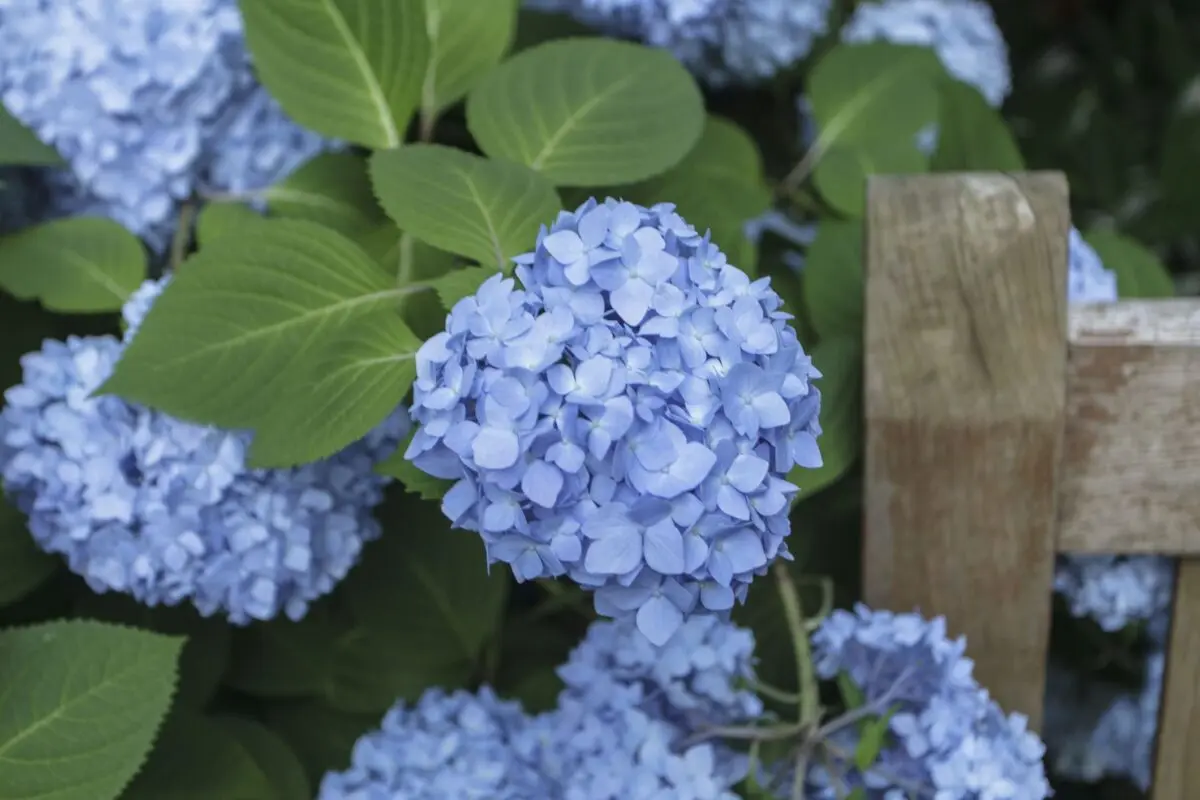 A flower with blue flowers in your garden