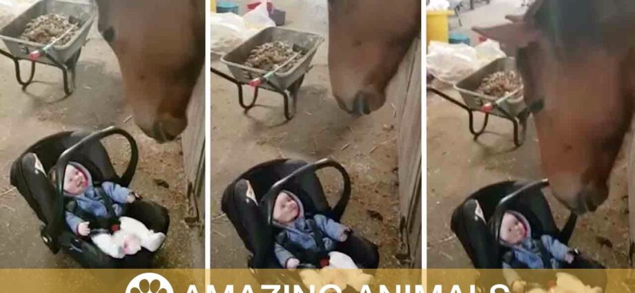 A horse rocks a crying child &#8211; video